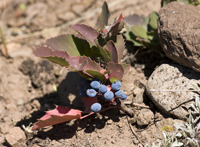 Purple Berries 6759